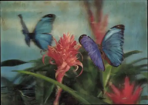 3-D Ak Blaue Schmetterlinge, Bromelien