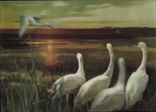 3-D Ak Egrets, Reiher, Abenddämmerung