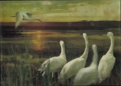3-D Ak Egrets, Reiher, Abenddämmerung
