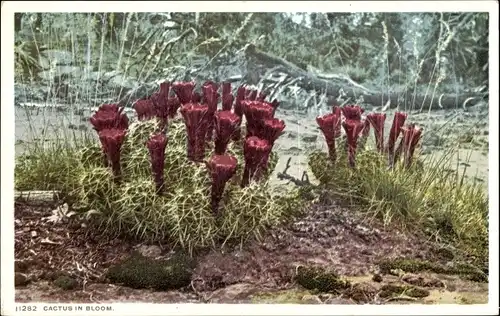 Ak Arizona USA, Cactus in Bloom