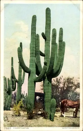 Ak Grand Canyon Arizona USA, A Giant Cactus