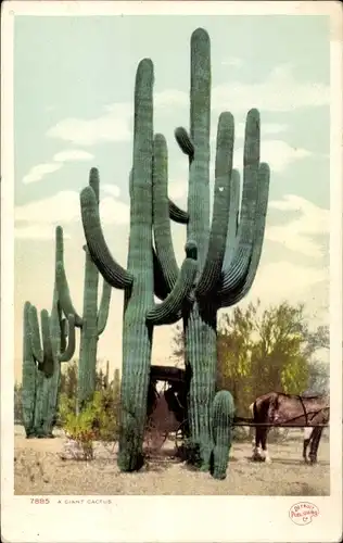 Ak Grand Canyon Arizona USA, A Giant Cactus