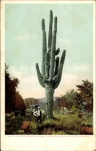 Ak Phoenix Arizona USA, A Giant Cactus