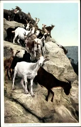 Ak Arizona USA, Goats in Hopi Village