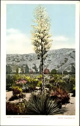 Ak Arizona USA, Graue Palmlilie (Yucca aloifolia)