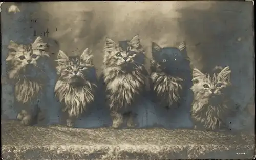 Ak Fünf junge Katzen, Kätzchen