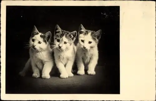 Ak Drei junge Katzen, Kätzchen