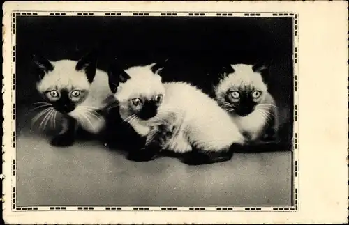Ak Drei junge Katzen, Siamkatzen