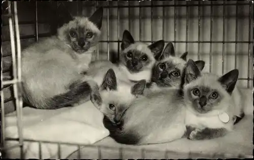 Foto Ak Fünf junge Siamkatzen, Kätzchen