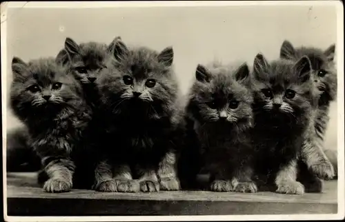 Ak Sechs junge Katzen, Kätzchen