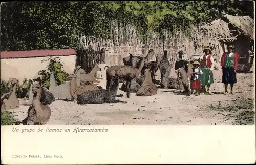 Ak Huancabamba Perú, Un grupo de llamas, Lamas