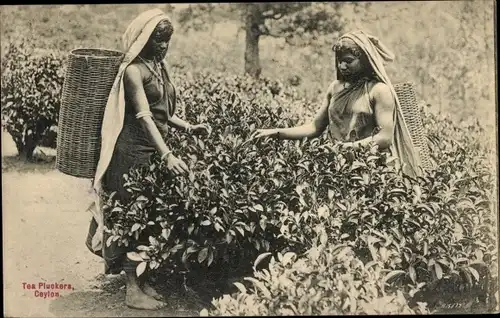 Ak Ceylon Sri Lanka, Tea Pluckers, Teeernte