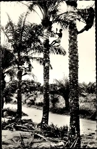 Ak Brazzaville Französisch Kongo, Elagage des Palmiers