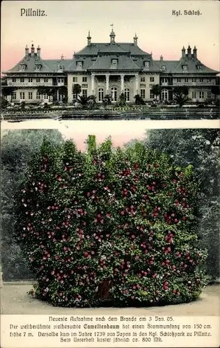 Ak Dresden Pillnitz, Kgl. Schloss nach dem Brande 1905, Camelienbaum