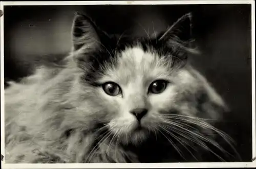 Ak Langhaarige Katze, Tierportrait