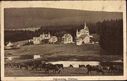 Ak Hahnenklee, Panorama, Gewässer, Weide mit Kühen
