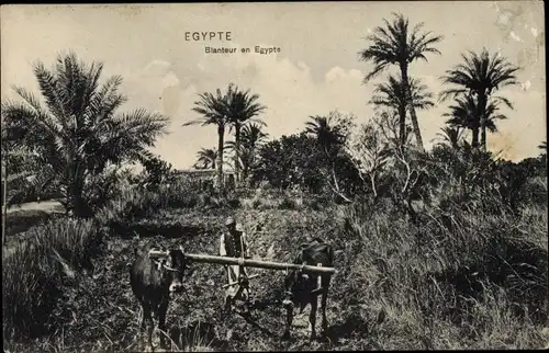 Ak Ägypten, Blanteur, Bauer, Landwirtschaft, Pflug