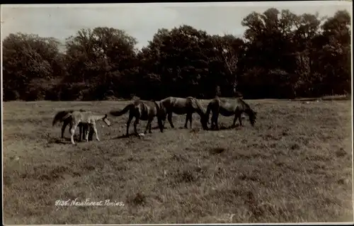 Ak New Forest Ponies, Pferde auf der Wiese