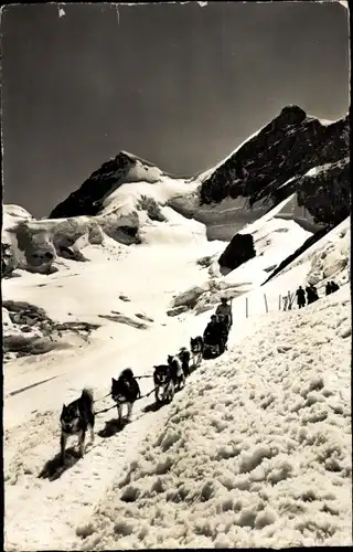 Ak Husky Schlittengespann in den Bergen, Jungfraujoch
