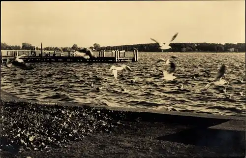 Ak Waren an der Müritz, Steg, Fliegende Möwen über dem Wasser