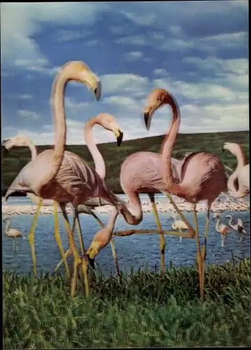 3-D Ak Flamingos