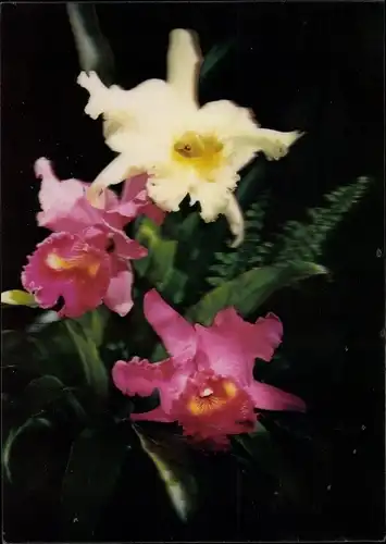 3 D Ak Orchids, Orchideen, Blüten