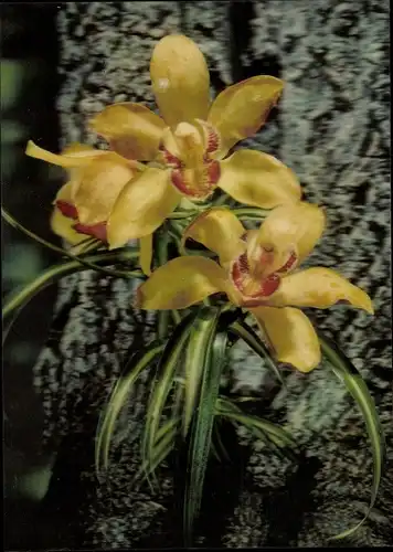 3 D Ak Orchid, Orchidee, Blüten