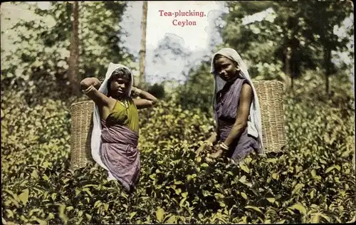 Ak Ceylon Sri Lanka, Tea-plucking, Teepflückerinnen