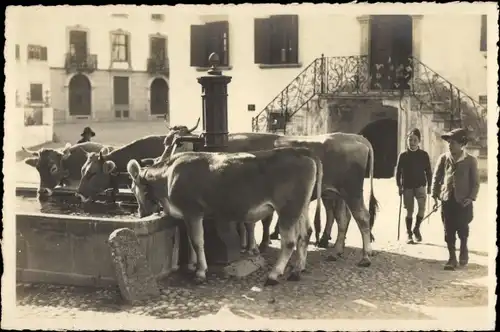 Ak Samaden Samedan Kanton Graubünden, Dorfgasse, Kühe, Hirt, Wasserbehälter