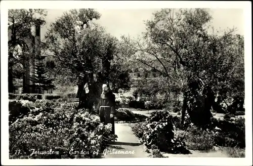 Ak Jerusalem Israel, Garten Gethsemane