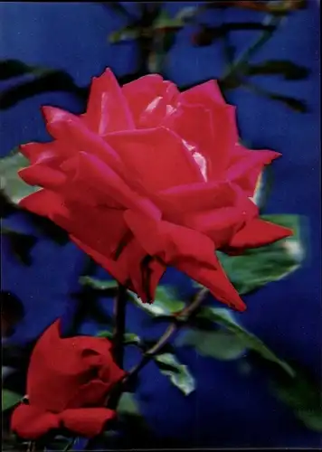 3 D Ak Roses, Rosen