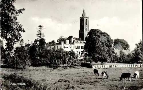 Ak Amerongen Utrecht Niederlande, Teilansicht der Kirche, Kühe weiden