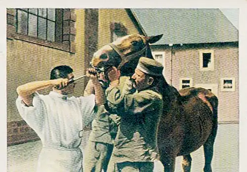 Sammelbild Der Weltkrieg 1914/18 Hinter der Front Nr. 214 Pferde in Behandlung, Sanitätsanstalt