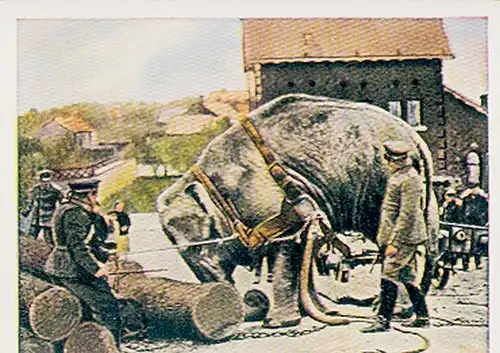 Sammelbild Der Weltkrieg, Lage um die Wende 1914/15 Nr. 42 Arbeitselefant aus Hagenbecks Tierpark