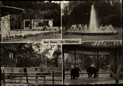 Ak Bad Kösen Naumburg an der Saale, Im Wildgehege, Springbrunnen, Esel