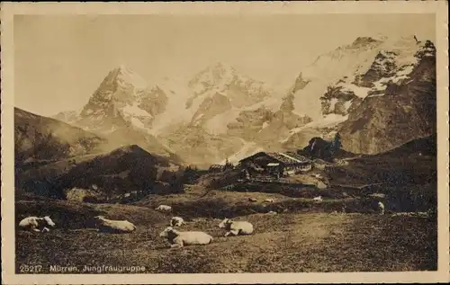 Ak Mürren Kanton Bern Schweiz, Jungfraugruppe, Kühe