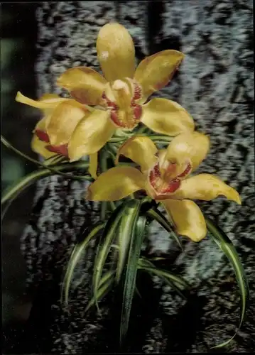 3 D Ak Orchid, Orchideen, Blüten