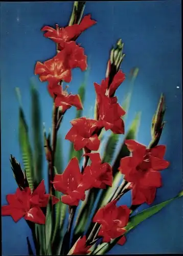 3 D Ak Gladiolus, Gladiolen