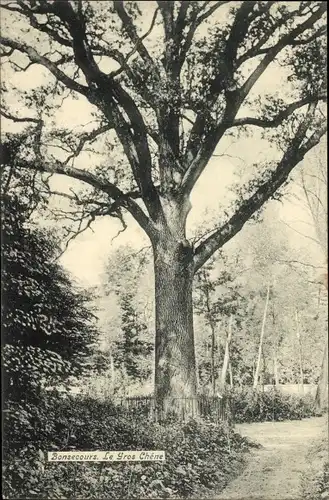 Ak Bon Secours Bonsecours Péruwelz Hennegau, Le Gros chêne
