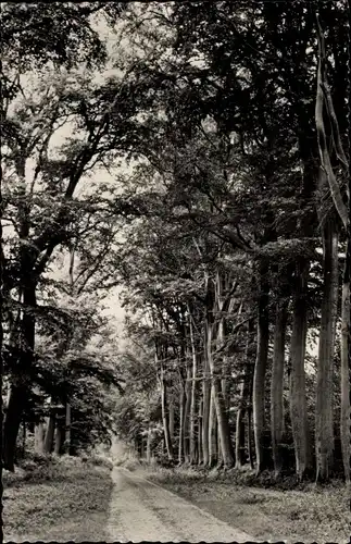 Ak Bon Secours Bonsecours Péruwelz Hennegau, Sous bois