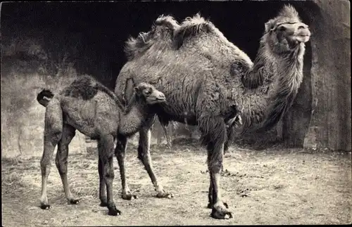 Ak Paris XII, Parc Zoologique Du Bois de Vincennes, Kamele