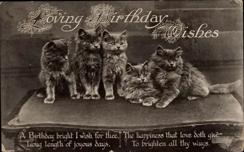 Ak Loving Birthday Wishes, Glückwunsch Geburtstag, Fünf junge langhaarige Katzen