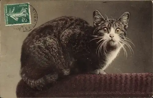 Ak Katze auf einem Sessel sitzend, getigert