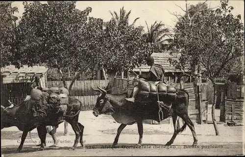 Ak Saint Louis Senegal, Boeufs Porteurs