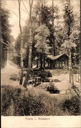 Ak Rodaborn Triptis in Thüringen, Waldpartie