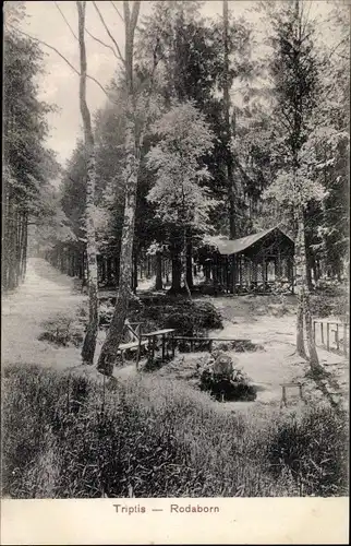 Ak Rodaborn Triptis in Thüringen, Waldpartie