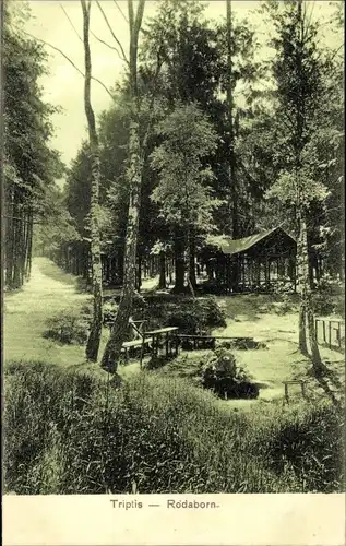 Ak Rodaborn Triptis in Thüringen, Waldpartie