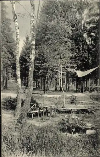 Ak Rodaborn Triptis in Thüringen, Waldpartie