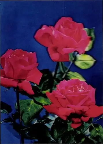 3 D Ak Drei rote Rosenblüten, Blumen