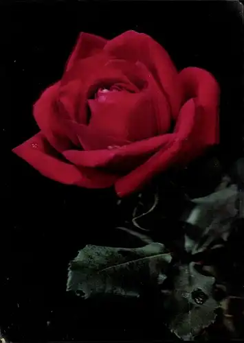 3 D Ak Dewy Rose, rote Rosenblüte
